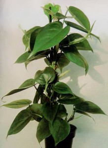 philodendron_scandens