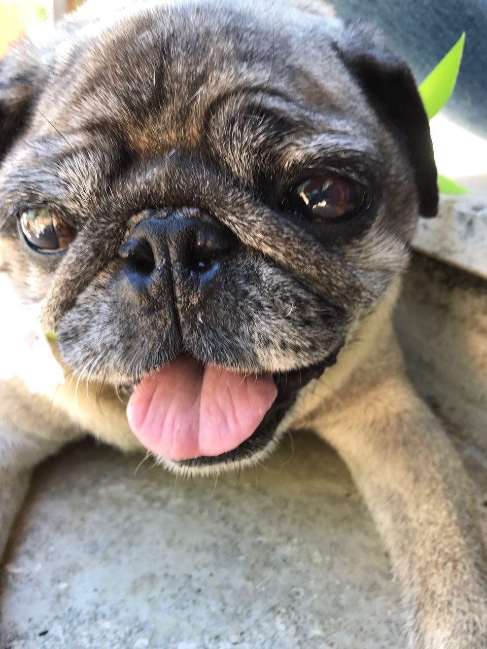 pug rescue illinois carlino rescue in adozione blackhairstylecuts pug rescue illinois carlino rescue in adozione blackhairstylecuts