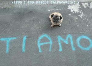 LEON'S PUG RESCUE SALVACARLINO