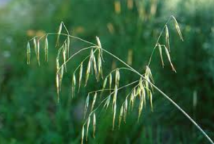 forasacco avena