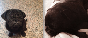 POLLON PRIMA E DOPO