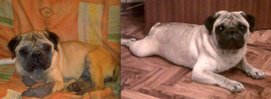 perro prima e dopo