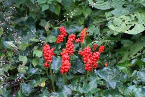 Arum_maculatum_ep_02