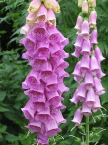 Digitalis_Purpurea