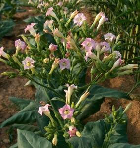 Nicotiana_tabacum_Blüten