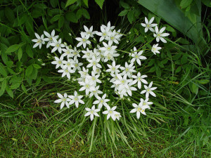 ORNITOGALO  STAR OF BETHLEHEM)