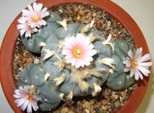 PEYOTE ( lophophora williamsii)