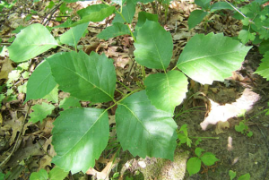 QUERCIA VELENOSA