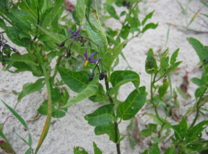 SOLANUM DULCAMARA