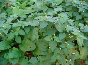 SOLANUM NIGRUM