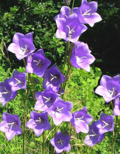 campanula