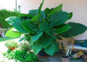 alocasia