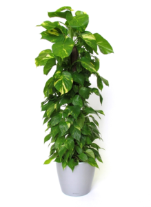 epipremnum aureum