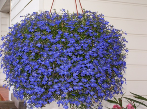 LOBELIA