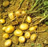 patata solanum tuberosum