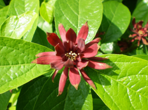 CALYCANTHUS