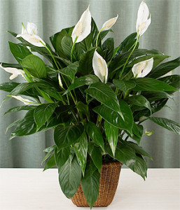 Spathiphyllum-wallisii-madera