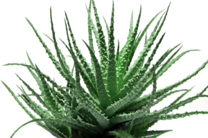 aloe