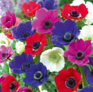 anemone