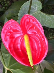 anthurium