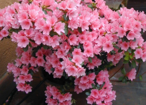 azalea