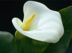 calla