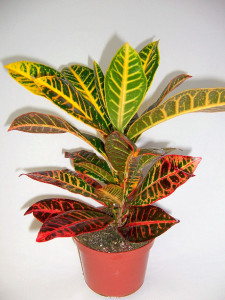 croton-pianta