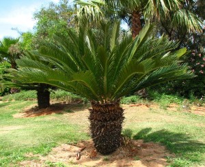 cyca revoluta ( palma nana)