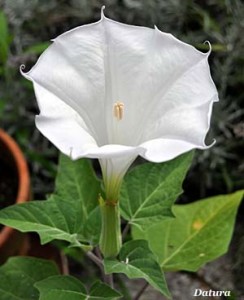 datura_5669