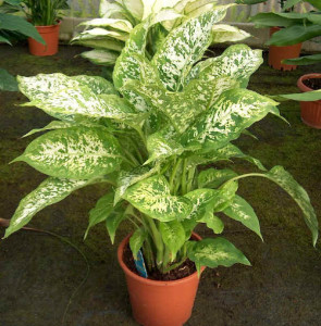 dieffenbachia_picta2