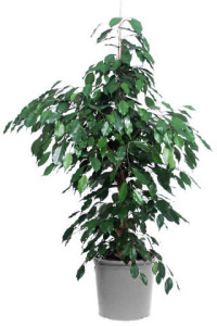 ficus benjamina