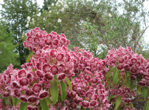 kalmia