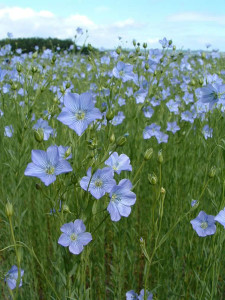 linum