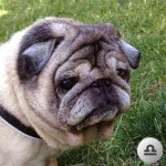 07.BULLO_Bilancia