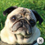 12.CESARINO_Pesci