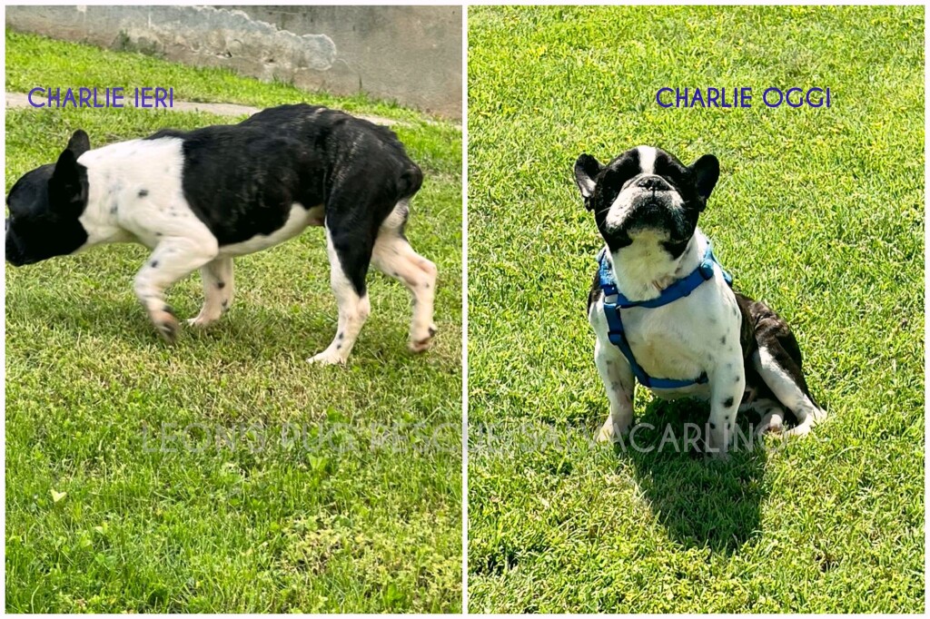 Charlie com'era appena arrivato, e Charlie oggi!